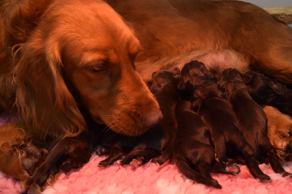 chiot Chien d'Oysel allemand Du Val Des Houchis