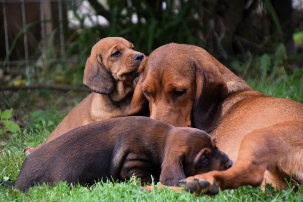 chiot Basset des Alpes Du Val Des Houchis