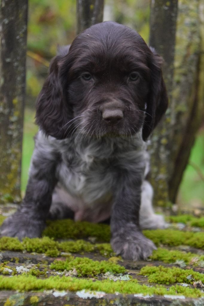 Du Val Des Houchis - Chiot disponible  - Chien d'Oysel allemand