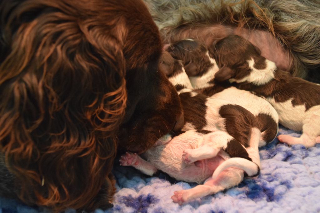 chiot Chien d'Oysel allemand Du Val Des Houchis