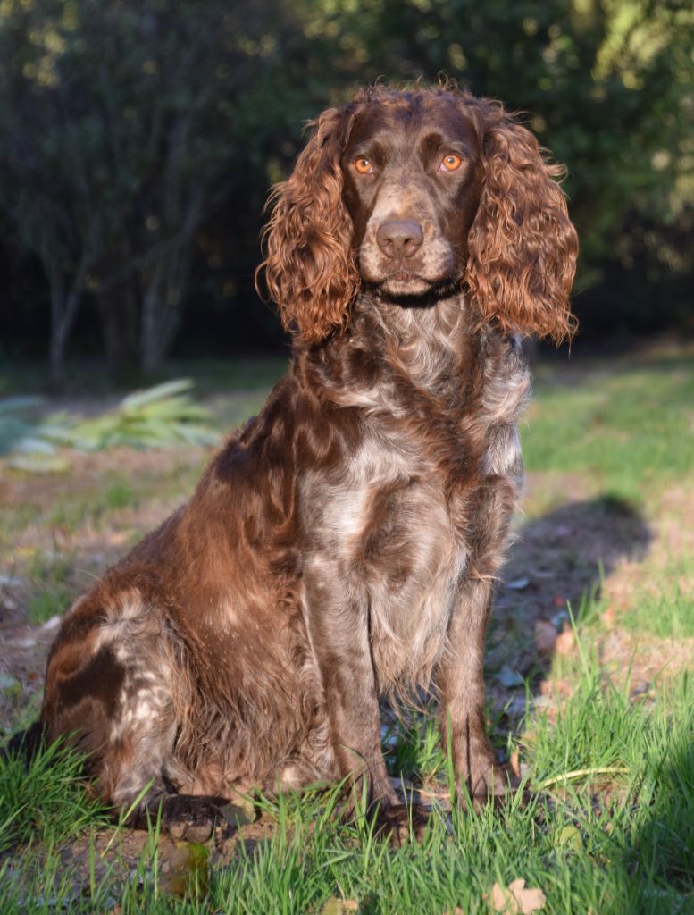 CH. Noisette Du Tresor D'Alice
