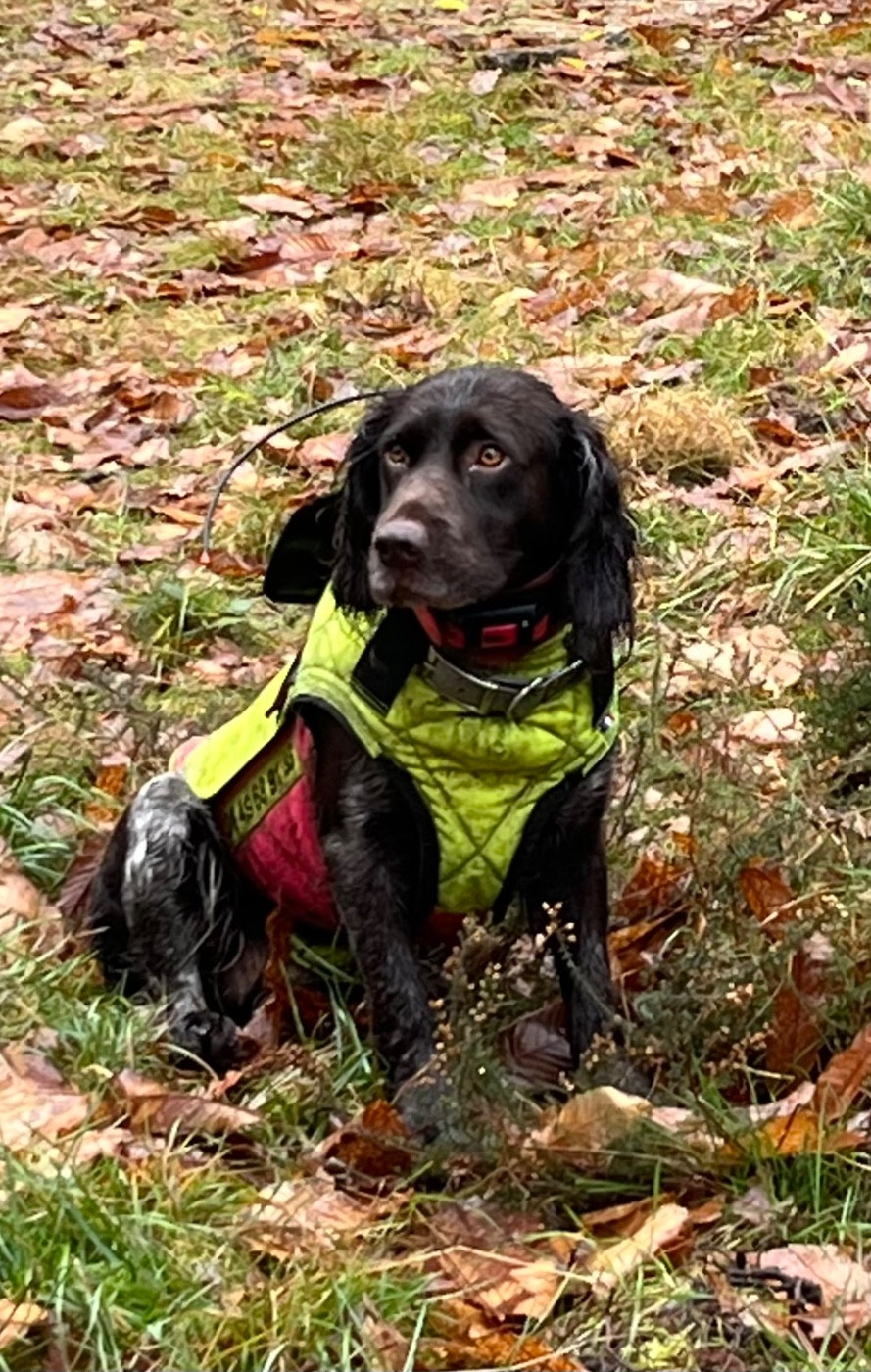 Snatch Du Val Des Houchis