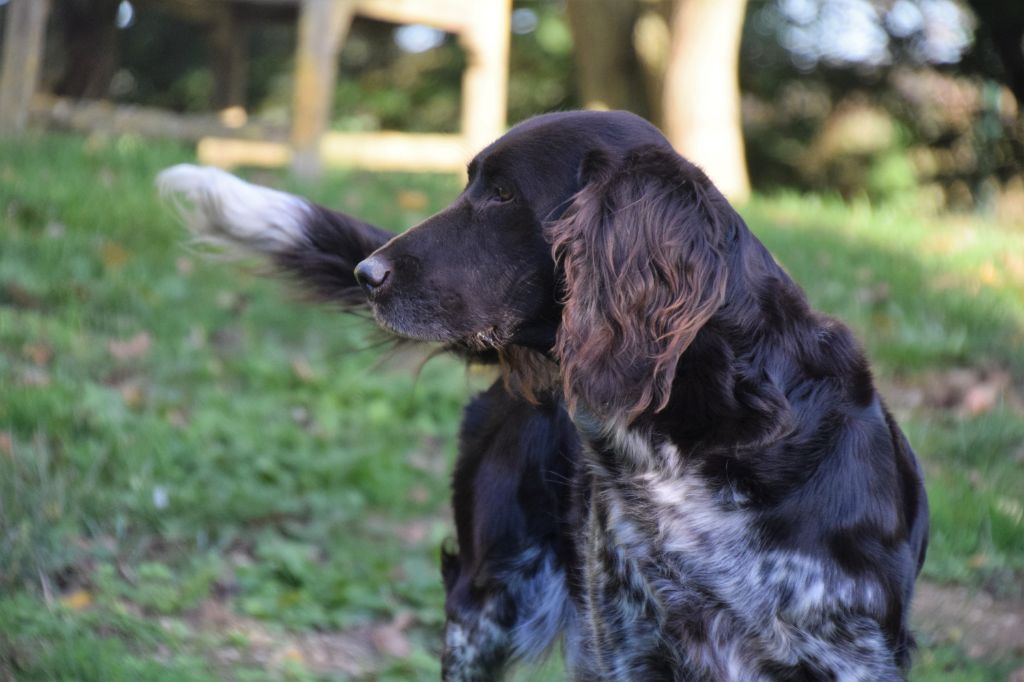 N'gie De La Ranche Du Chêne