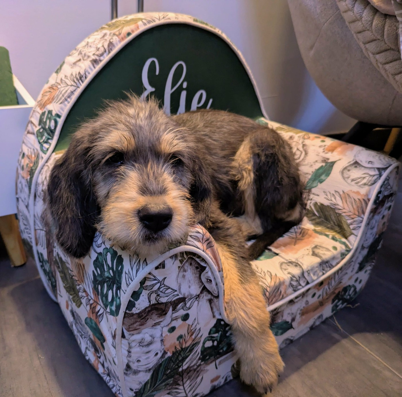 ASTREE de la côte nazareth