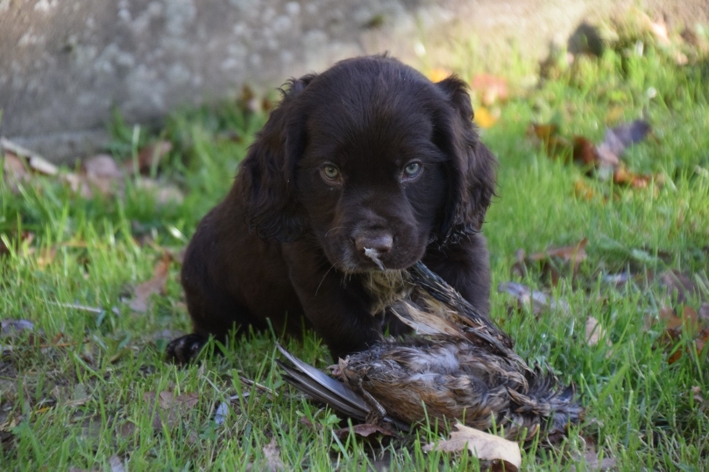 Athos Du Val Des Houchis