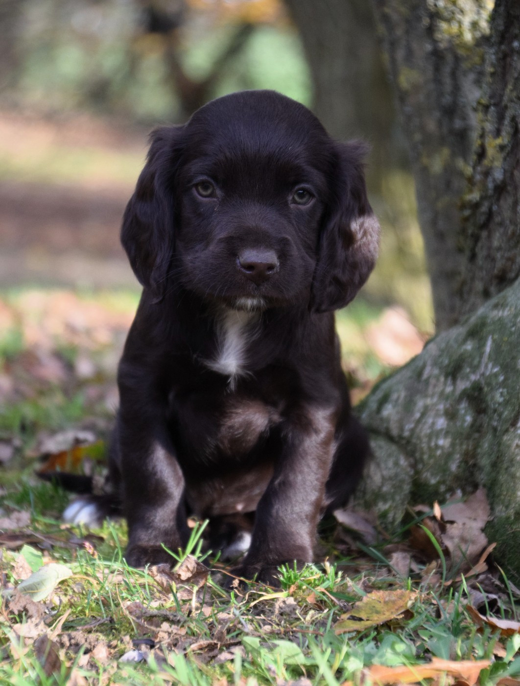 Aska Du Val Des Houchis