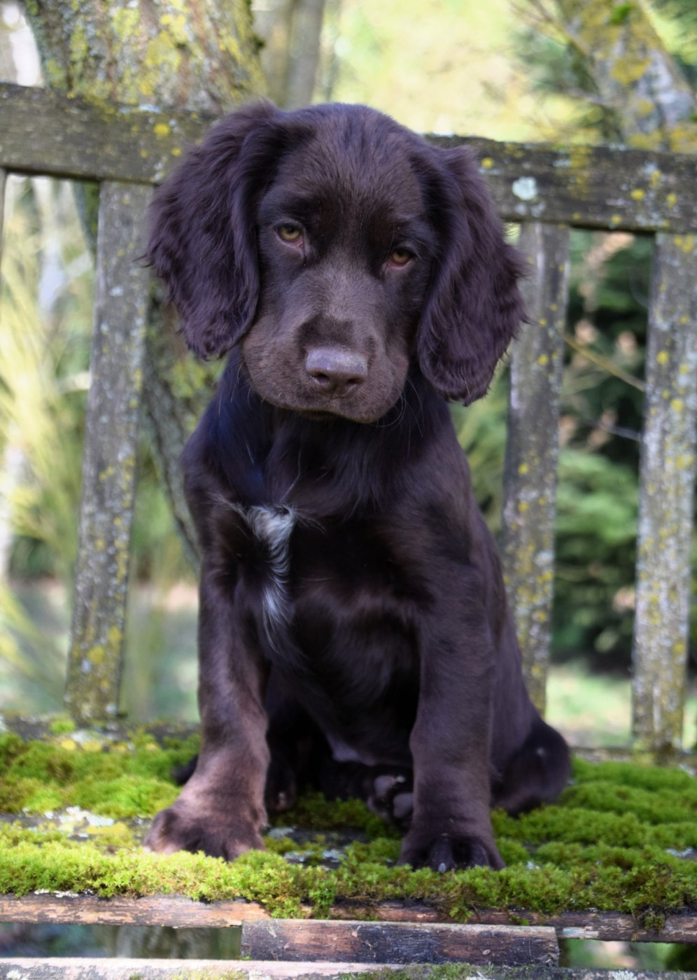 Auria Du Val Des Houchis