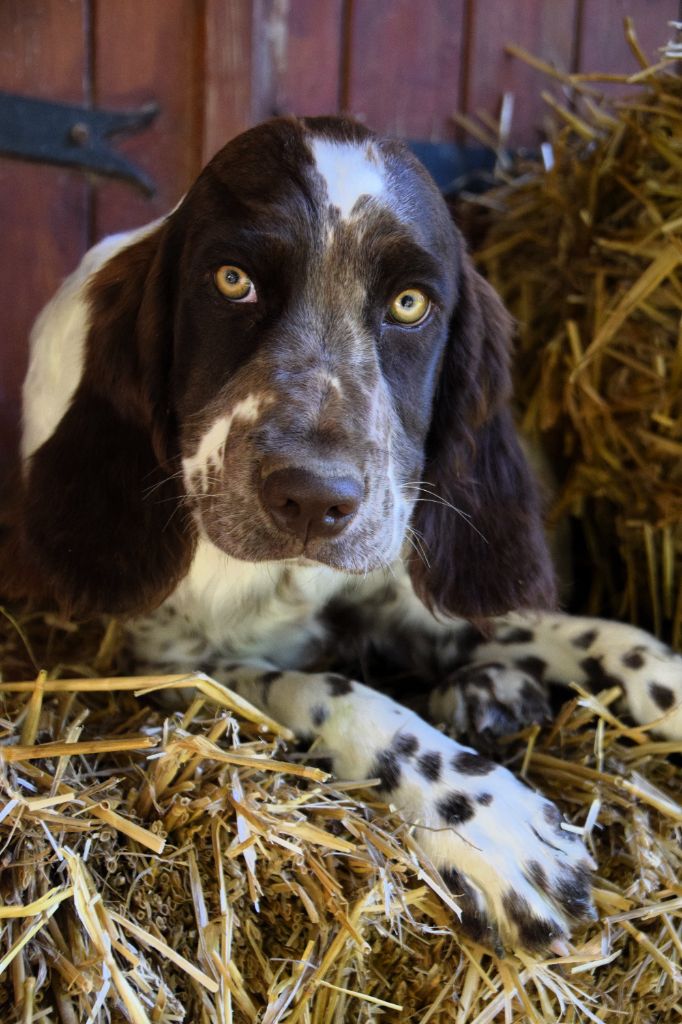Du Val Des Houchis - Chiots disponibles - Chien d'Oysel allemand