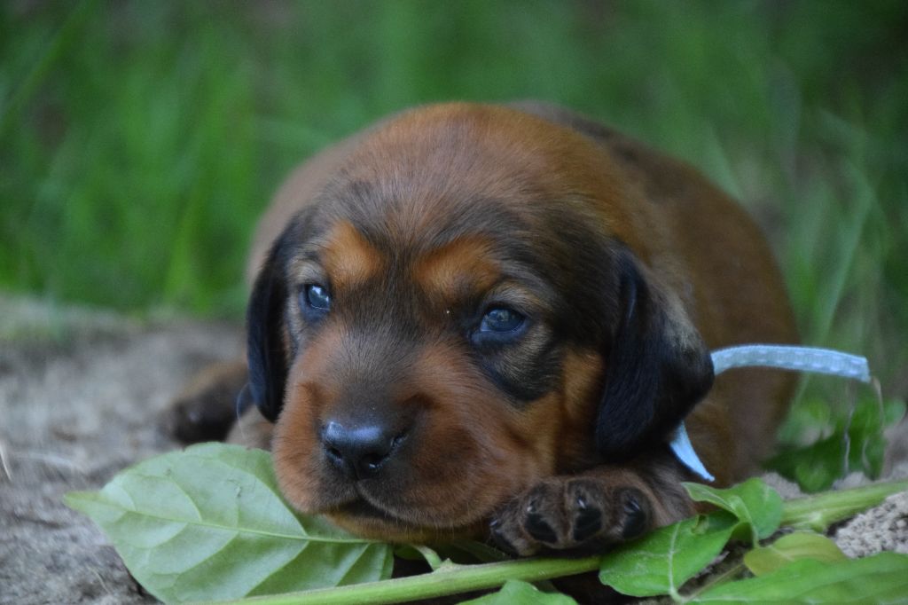 Du Val Des Houchis - Chiots disponibles - Basset des Alpes