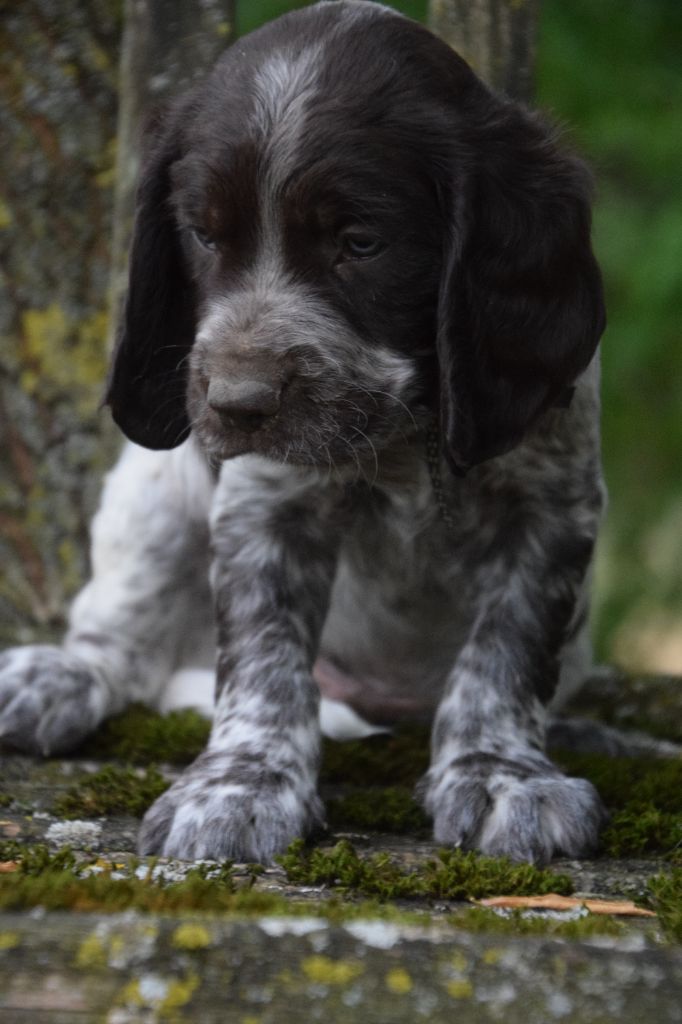 Du Val Des Houchis - Chiots disponibles - Chien d'Oysel allemand