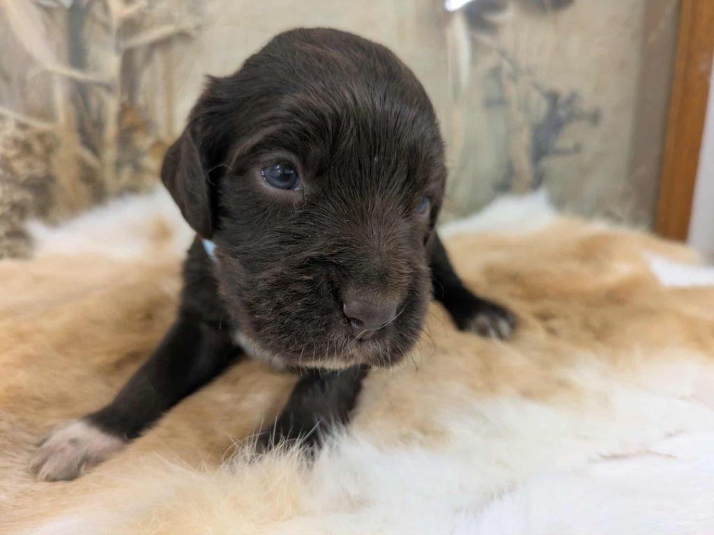 Du Val Des Houchis - Chiots disponibles - Chien d'Oysel allemand