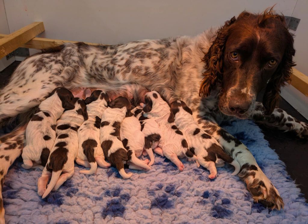 Chiot Chien d'Oysel allemand Du Val Des Houchis