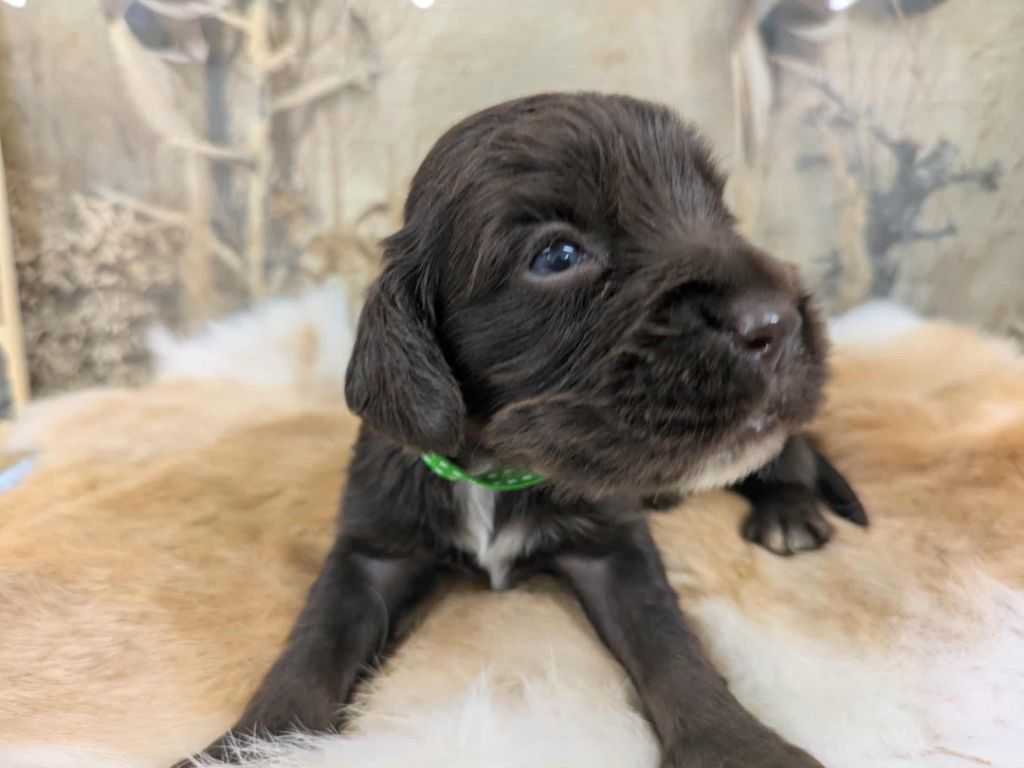 Du Val Des Houchis - Chiots disponibles - Chien d'Oysel allemand