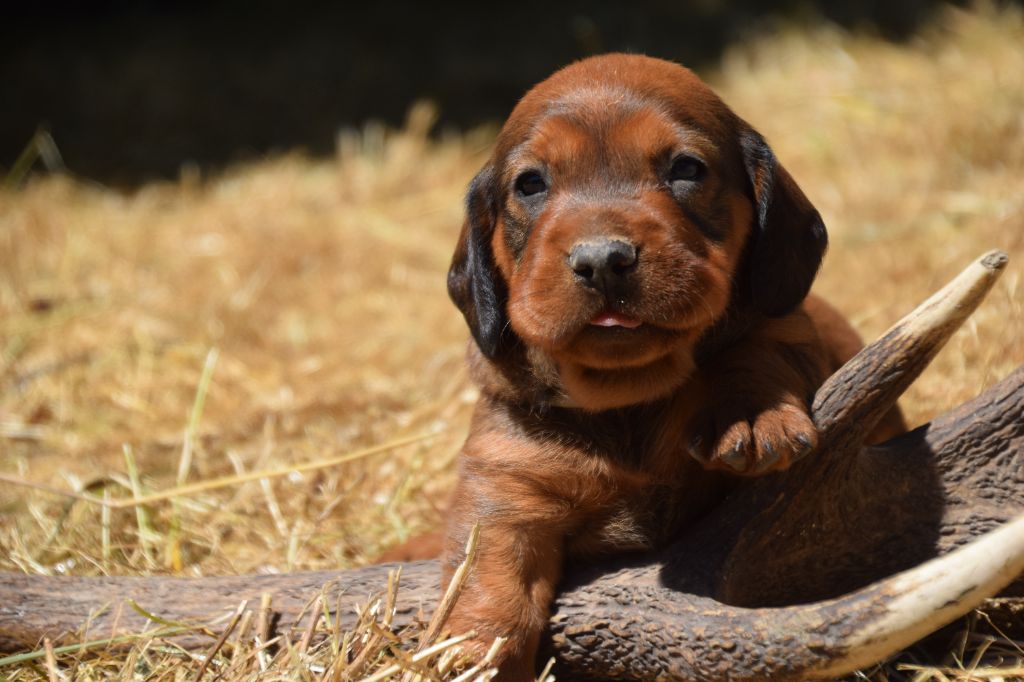 Du Val Des Houchis - Chiots disponibles - Basset des Alpes