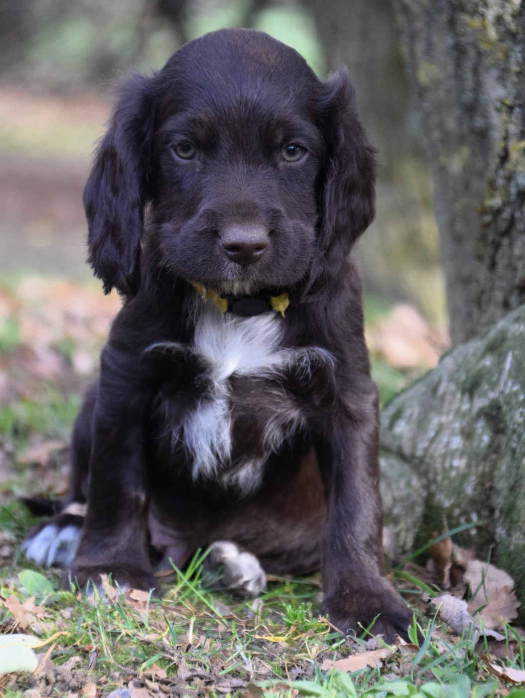 Du Val Des Houchis - Chiots disponibles - Chien d'Oysel allemand