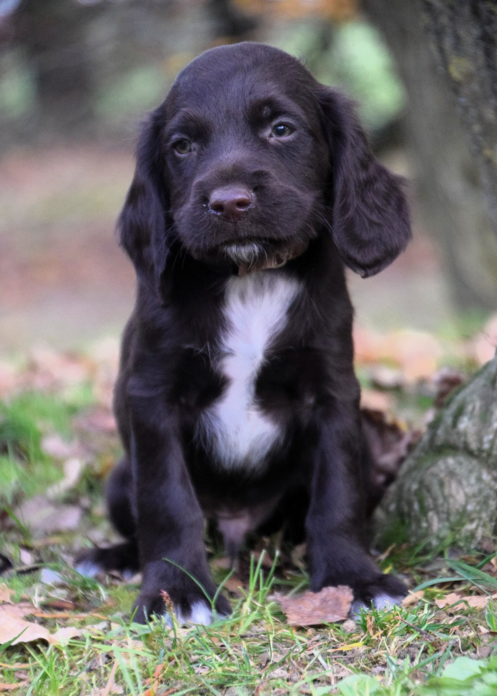 Du Val Des Houchis - Chiots disponibles - Chien d'Oysel allemand