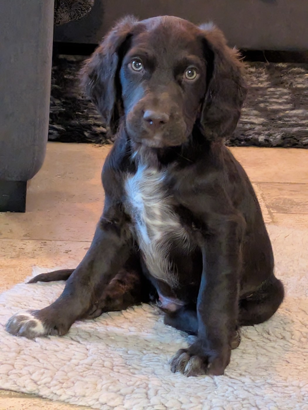 Du Val Des Houchis - Chiots disponibles - Chien d'Oysel allemand