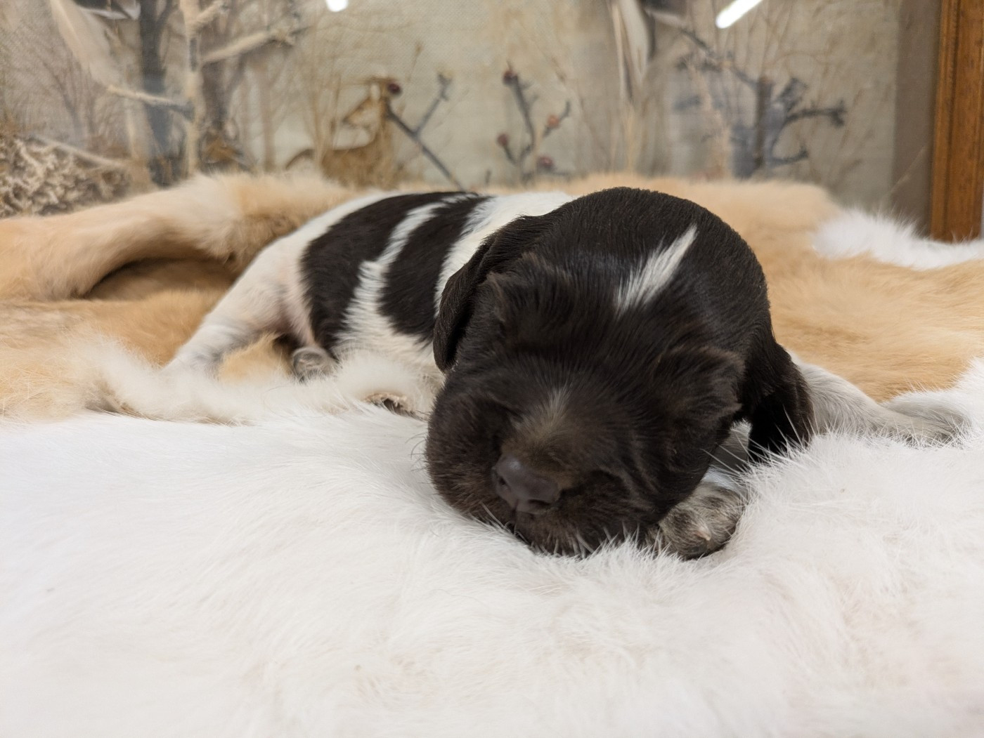 Du Val Des Houchis - Chiots disponibles - Chien d'Oysel allemand