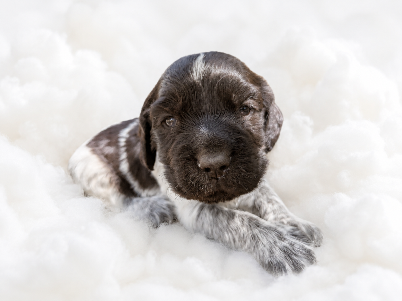Du Val Des Houchis - Chiots disponibles - Chien d'Oysel allemand