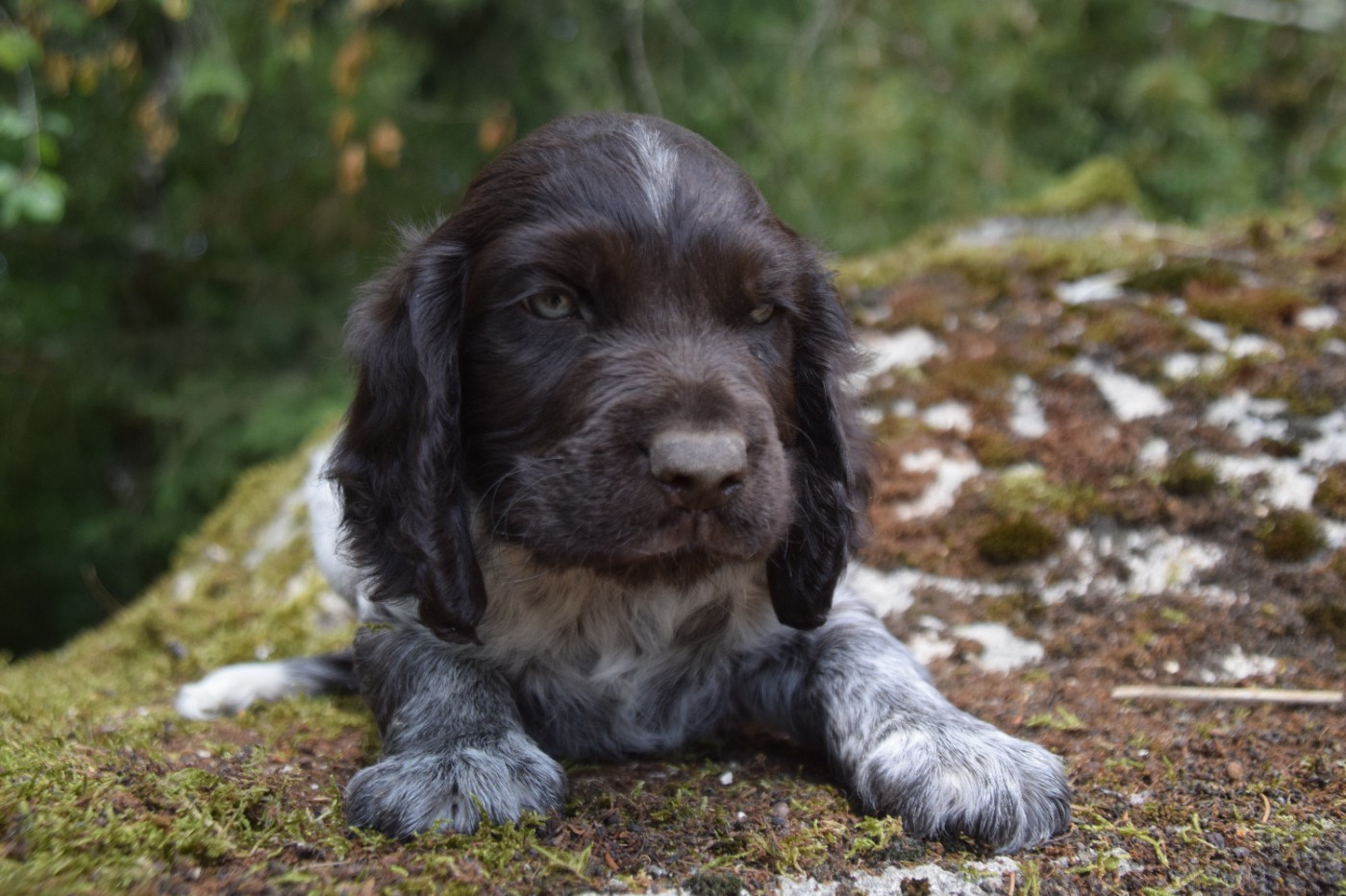 Du Val Des Houchis - Chiots disponibles - Chien d'Oysel allemand