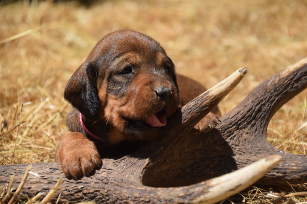 Du Val Des Houchis - Chiots disponibles - Basset des Alpes