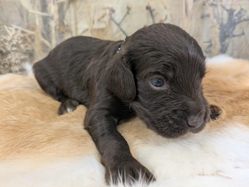 Du Val Des Houchis - Chiots disponibles - Chien d'Oysel allemand