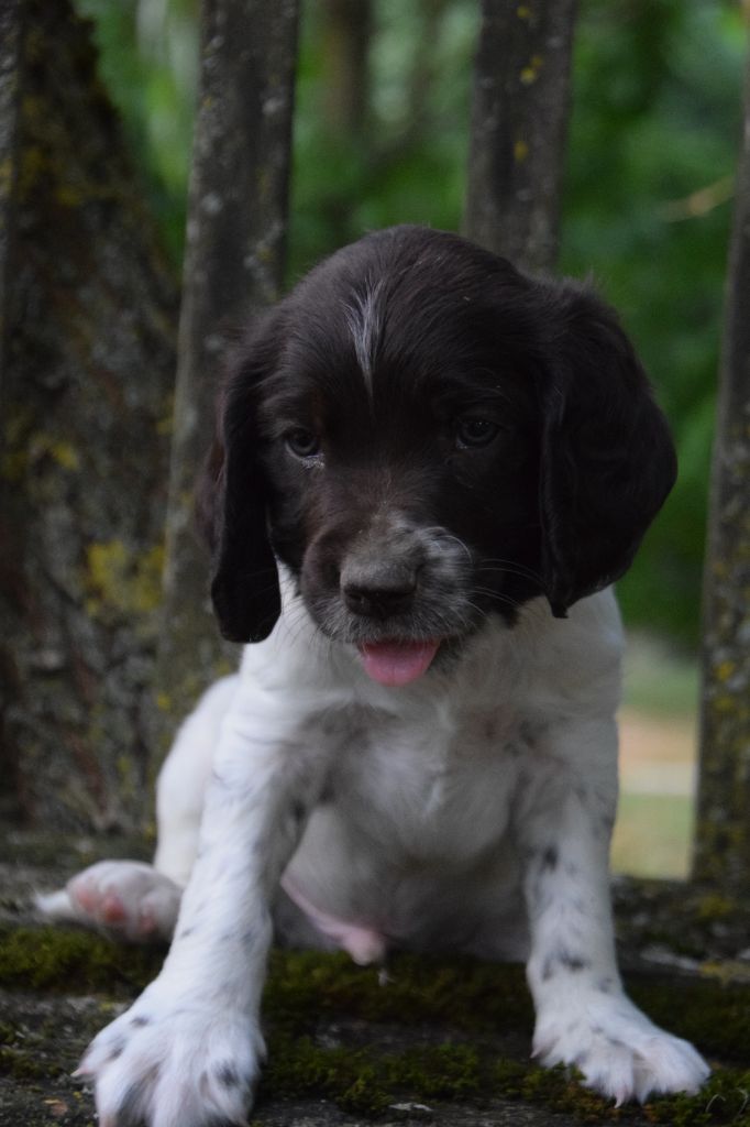 Du Val Des Houchis - Chiots disponibles - Chien d'Oysel allemand