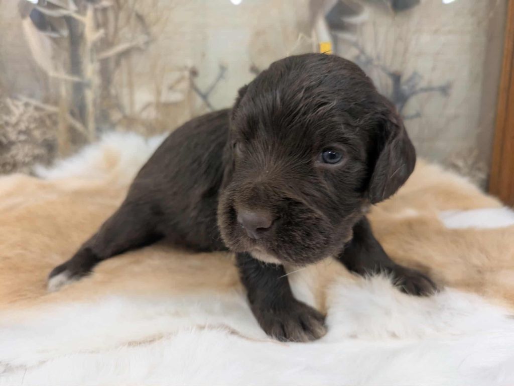 Du Val Des Houchis - Chiots disponibles - Chien d'Oysel allemand