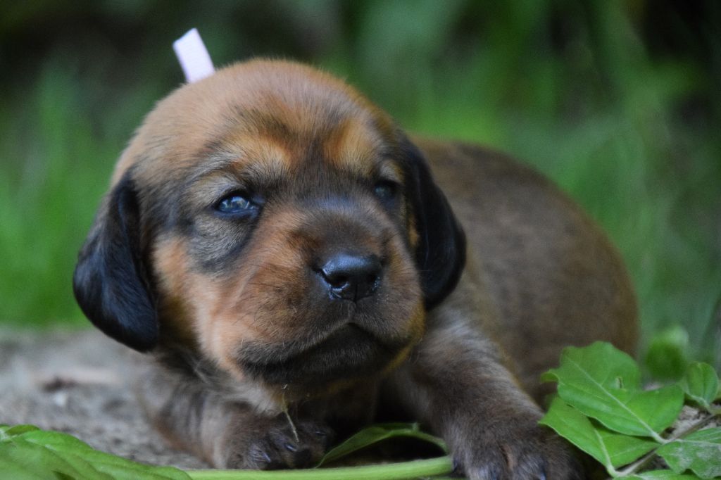 Du Val Des Houchis - Chiots disponibles - Basset des Alpes
