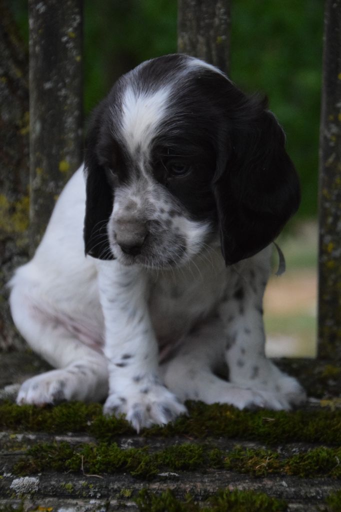 Du Val Des Houchis - Chiots disponibles - Chien d'Oysel allemand