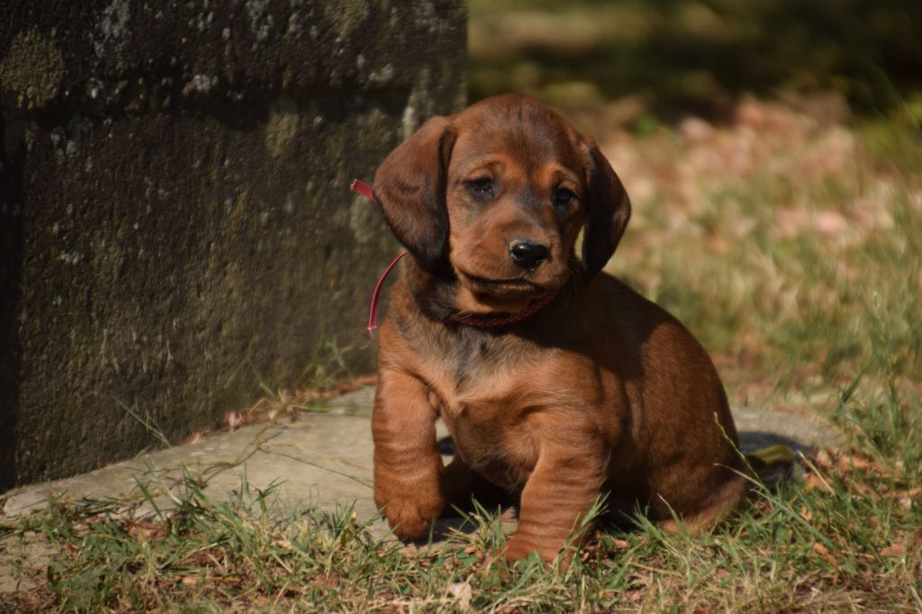 Du Val Des Houchis - Chiots disponibles - Basset des Alpes