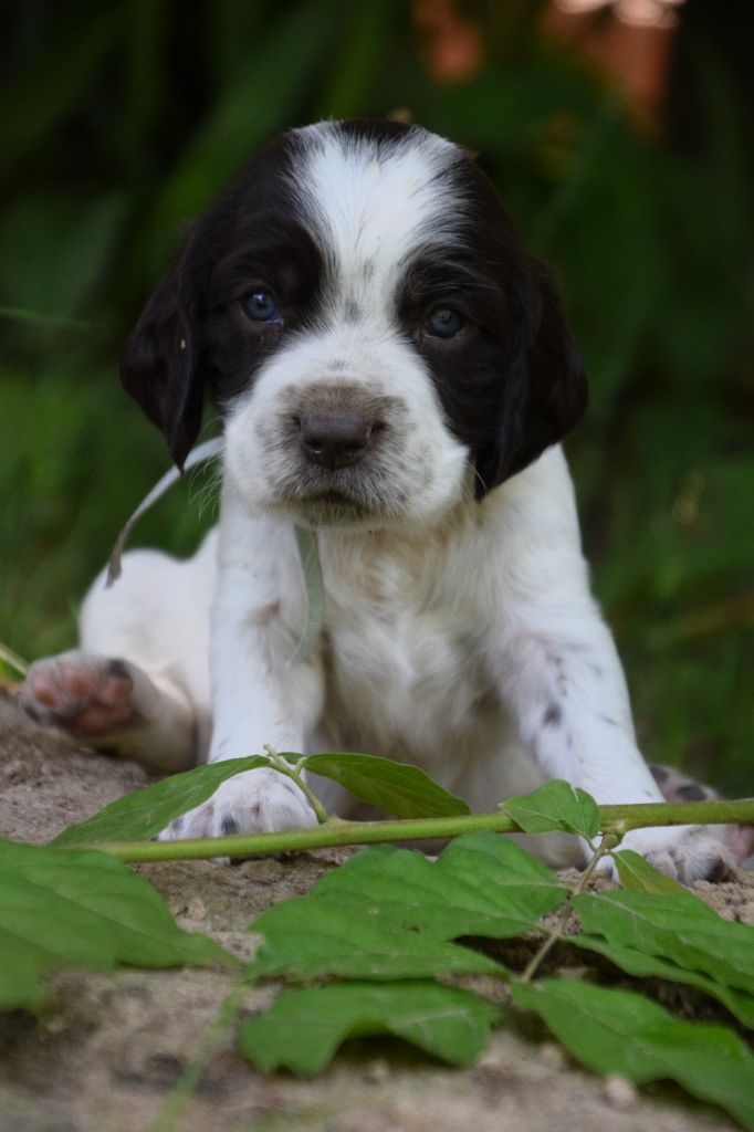 Du Val Des Houchis - Chiots disponibles - Chien d'Oysel allemand