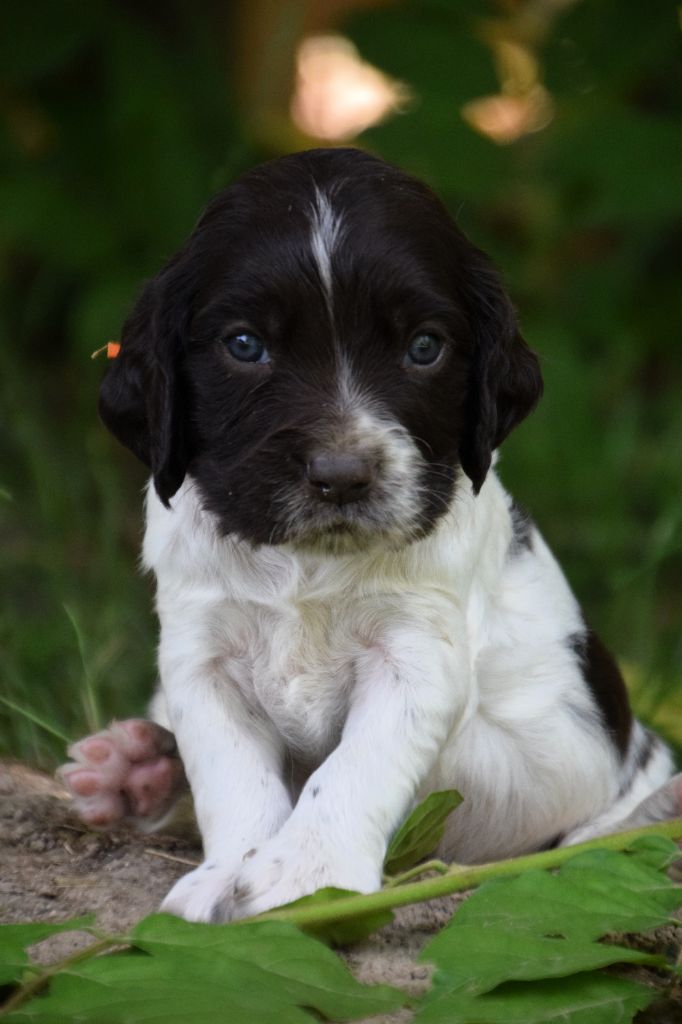 Du Val Des Houchis - Chiots disponibles - Chien d'Oysel allemand