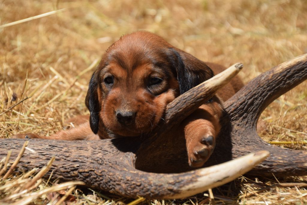 Du Val Des Houchis - Chiots disponibles - Basset des Alpes
