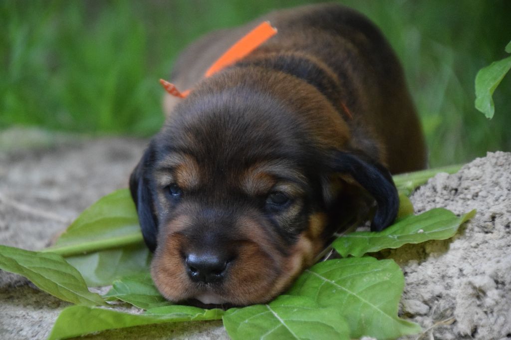 Du Val Des Houchis - Chiots disponibles - Basset des Alpes