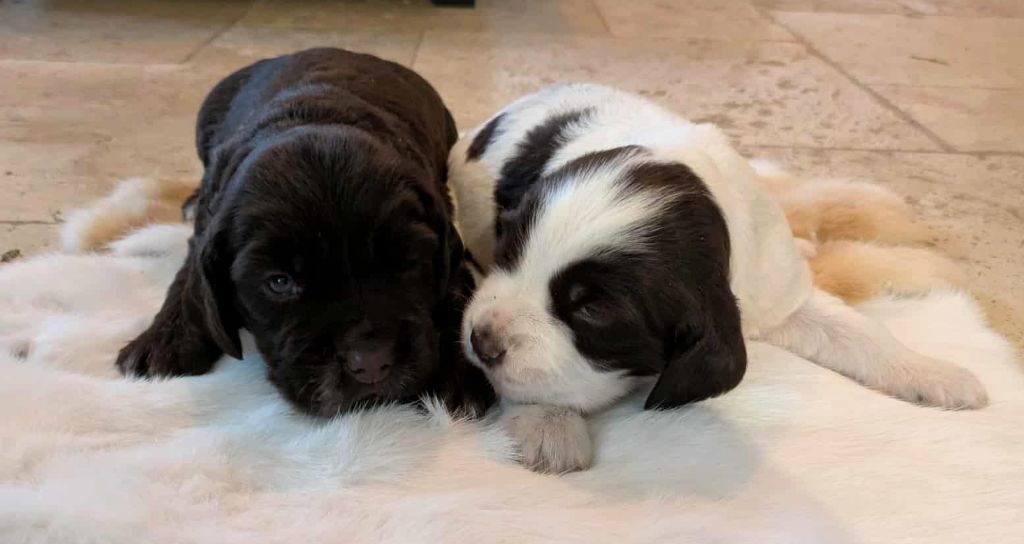 Du Val Des Houchis - Chien d'Oysel allemand - Portée née le 29/09/2025