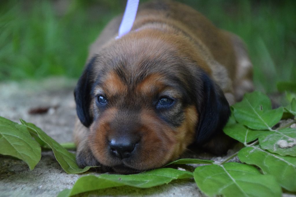 Du Val Des Houchis - Chiots disponibles - Basset des Alpes