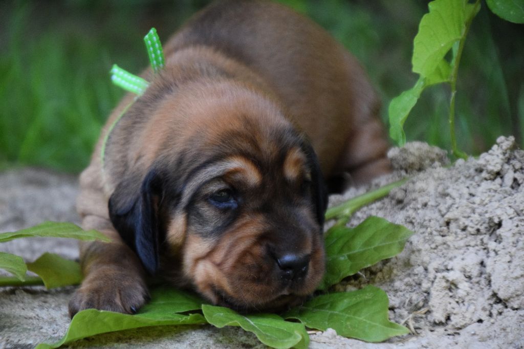 Du Val Des Houchis - Chiots disponibles - Basset des Alpes