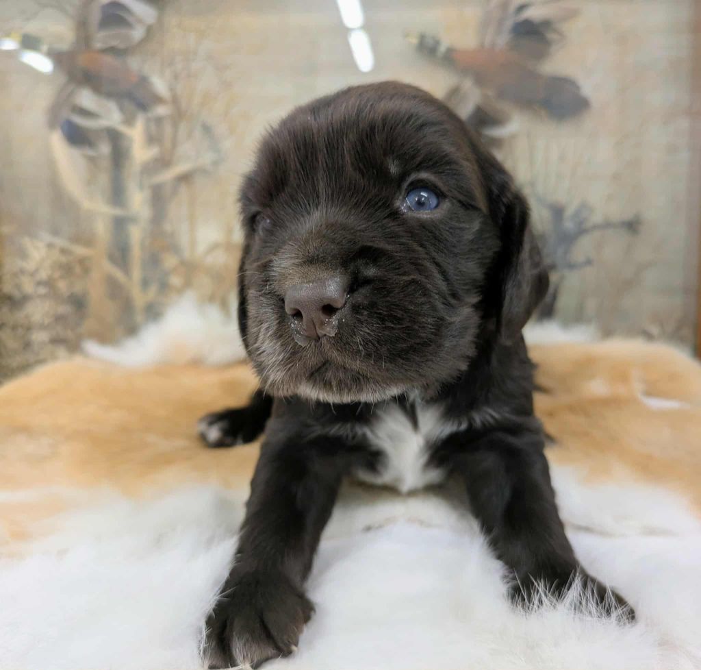 Du Val Des Houchis - Chiots disponibles - Chien d'Oysel allemand