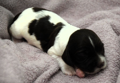 CHIOT