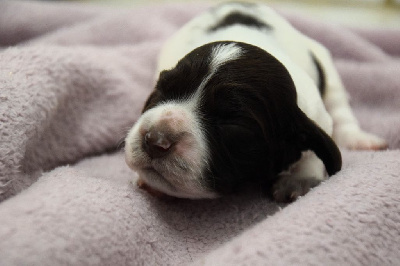 CHIOT