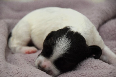 CHIOT
