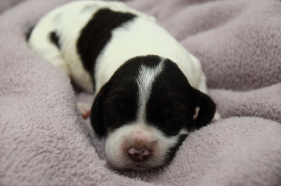 CHIOT