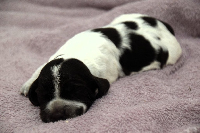 CHIOT