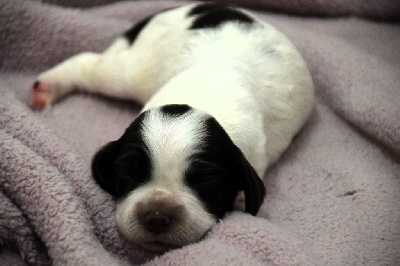 CHIOT