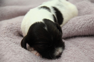 CHIOT