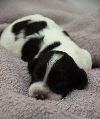 CHIOT