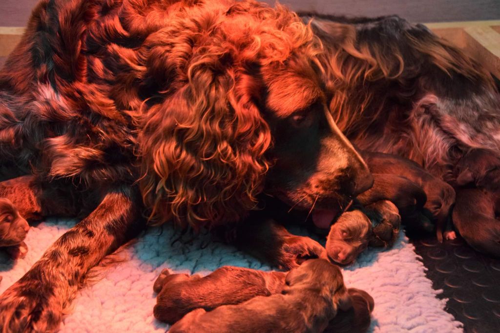 Chiot Chien d'Oysel allemand Du Val Des Houchis