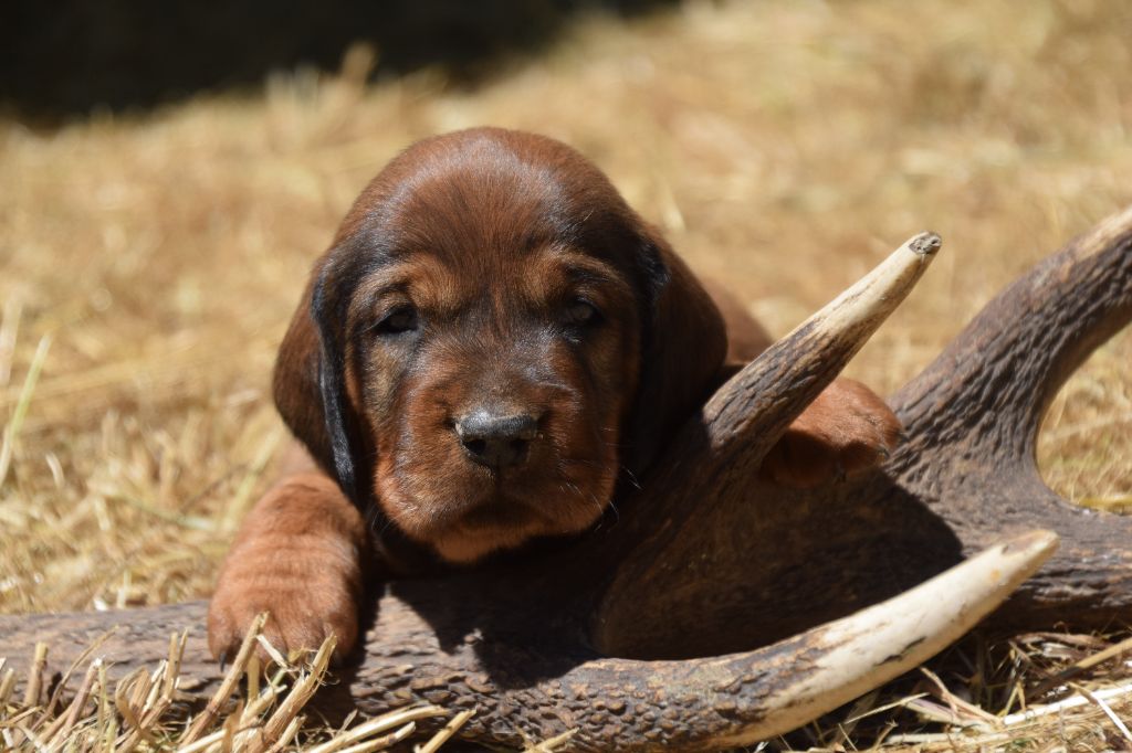 Du Val Des Houchis - Chiots disponibles - Basset des Alpes