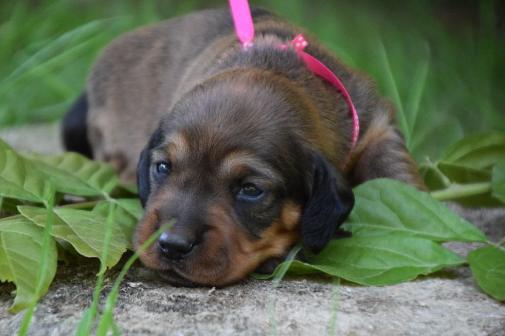 Du Val Des Houchis - Chiots disponibles - Basset des Alpes